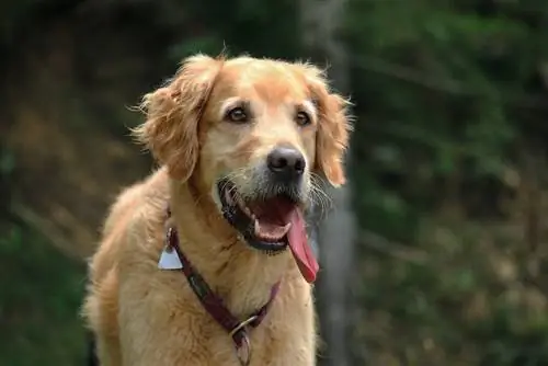 ting at gøre med din hund indendørs udendørs