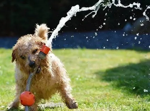 Terrier leger med vandslange