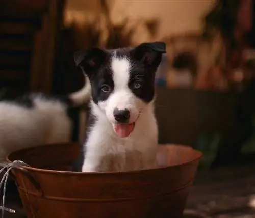 border heeler puppy