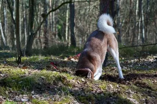 Husky excavant a la terra