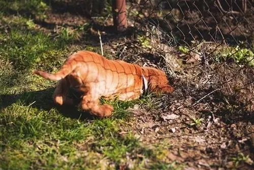 Jak zabránit psovi, aby vám rozkopal dvorek: 30 triků a tipů