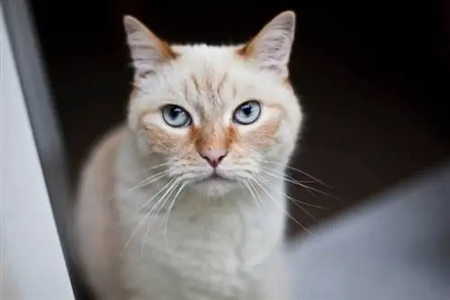 Flame Point Siamese katt på nært hold