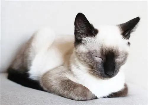 siamese kat duttend in een broodpositie