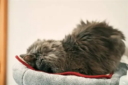 Gato doméstico-cinzento-dorme-dentro de casa Posição do bolo de carne virada para baixo