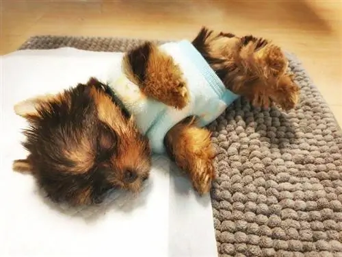 maliit na Yorkshire terrier na natutulog sa puting lampin_metha1819_shutterstock