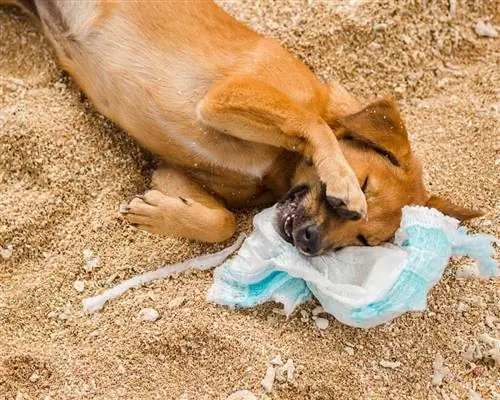 Můj pes sežral plenku! Zde je to, co dělat (odpověď veterináře)