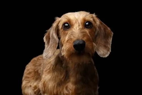 dachshund berbulu kawat