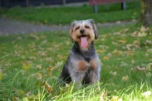 dachshund yorkie