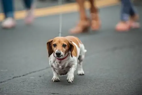 Doxle (gravhund x Beagle)