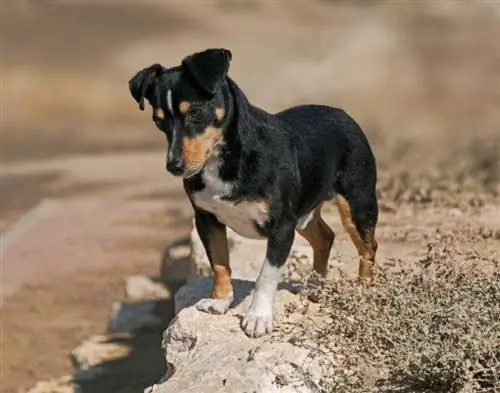 Doxie-pin (Dachshund x Pinscher miniatura)