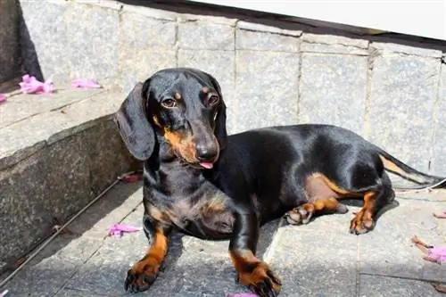 10 loại Dachshund: Các giống chó Weiner cần biết (Có hình ảnh)