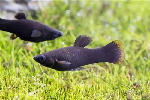 ikan molly hitam