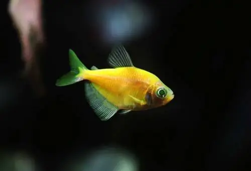 GMO tetra