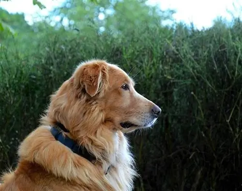 Standard Golden Retrievers