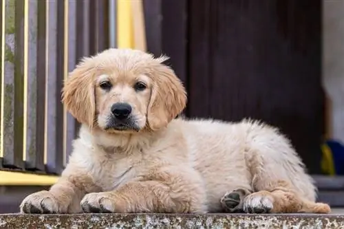 Golden retrievers légers