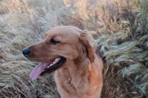 Dark-Golden-Retriever-sitzt-auf-dem-Gras