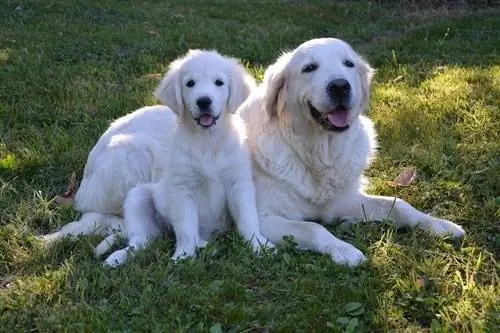 Cremefarbene Golden Retriever