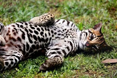 Ocelot นอนอยู่บนพื้นหญ้า