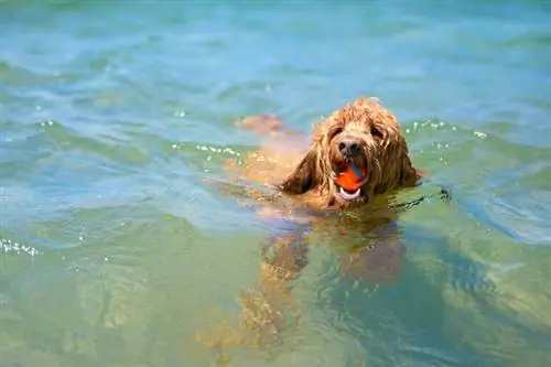 labradoodle svømming