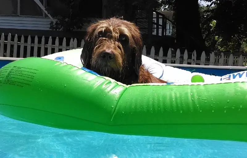 Gusto ba ng Labradoodles ang Tubig? Mga Katotohanan, FAQ, & Mga Tip para Matulungan Sila sa Paglangoy