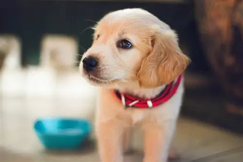 dhahabu retriever puppy na collar