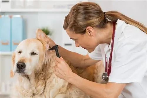 dame veterinær sjekker øret til en golden retriever