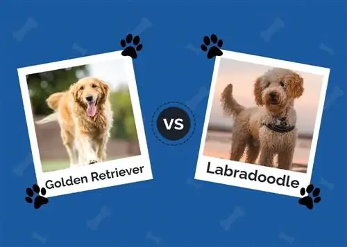 Kultainennoutaja vs Labradoodle: Erot (kuvien kanssa)