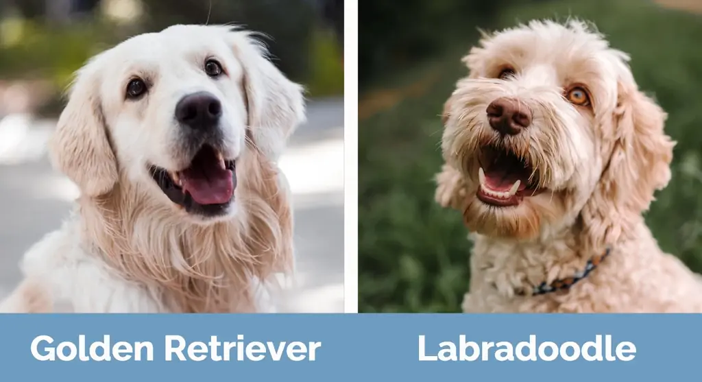 Zeltainais retrīvers vs Labradoodle - vizuālās atšķirības