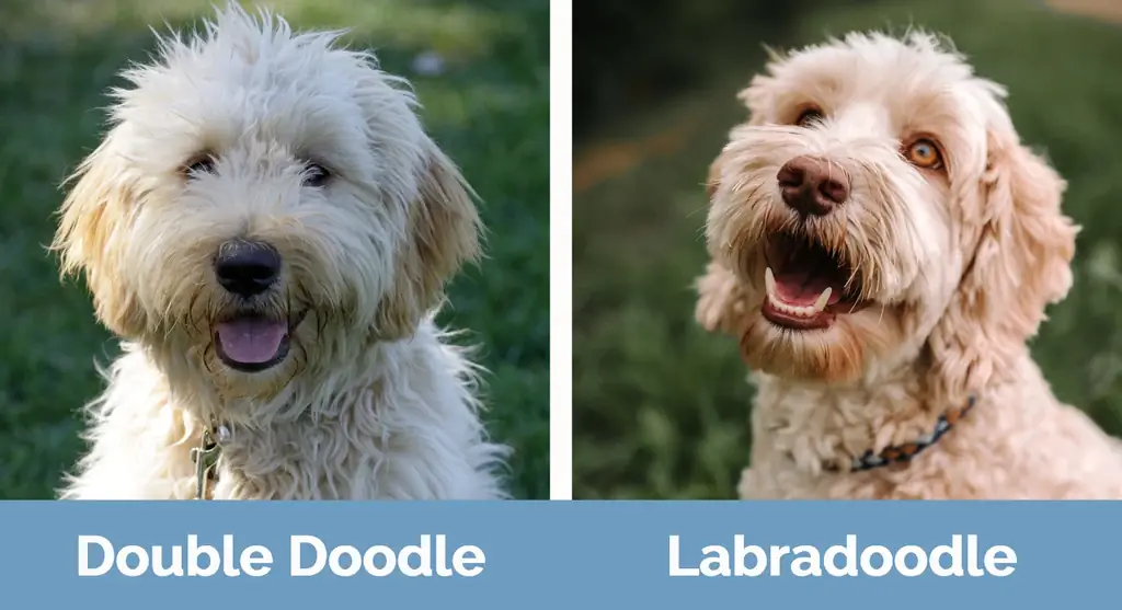 Double Doodle vs Labradoodle – vizuální rozdíly