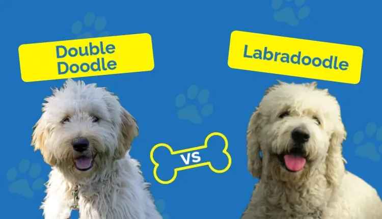 Double Doodle vs Labradoodle: الاختلافات (بالصور)