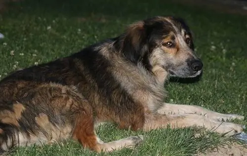 perro en el jardin por la noche