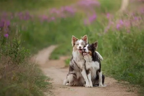 Zwei Border Collies umarmen sich im Studio