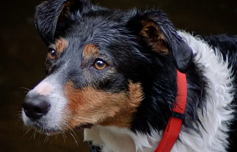 close up anjing gembala welsh