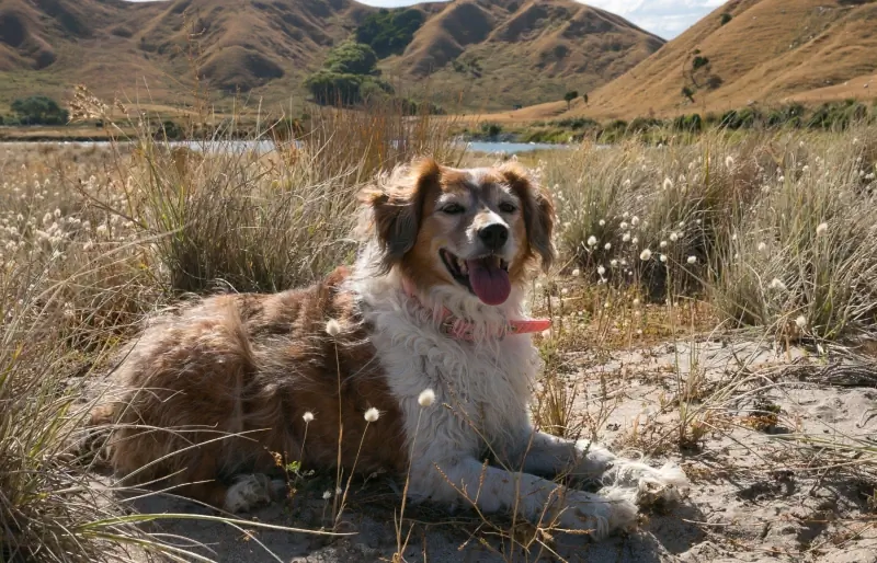 Rot-weißer walisischer Schäferhund, der auf Sanddünen sitzt