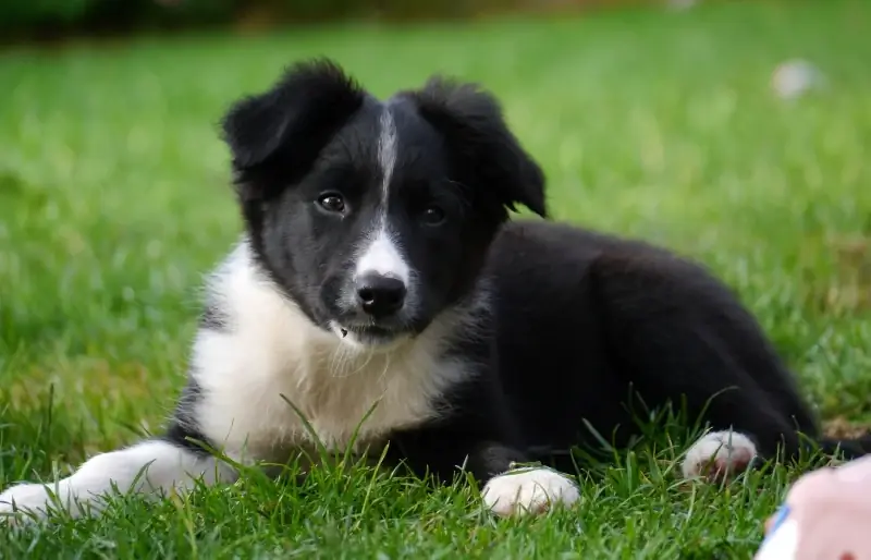 Border-Collie-Welpe liegt auf Gras