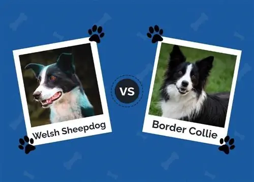 Welsh Sheepdog vs Border Collie: айырмашылықтар (суреттермен)