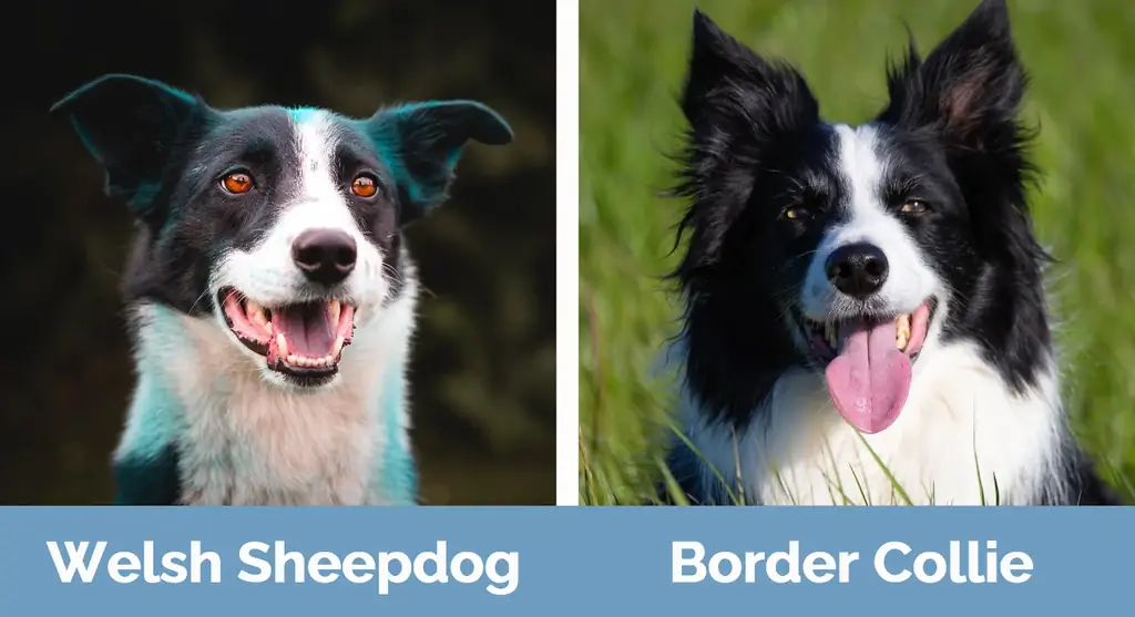 Owczarek walijski vs border collie - różnice wizualne