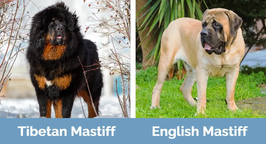 Mastiff ya Tibetani dhidi ya Mastiff ya Kiingereza - Tofauti za Kuonekana