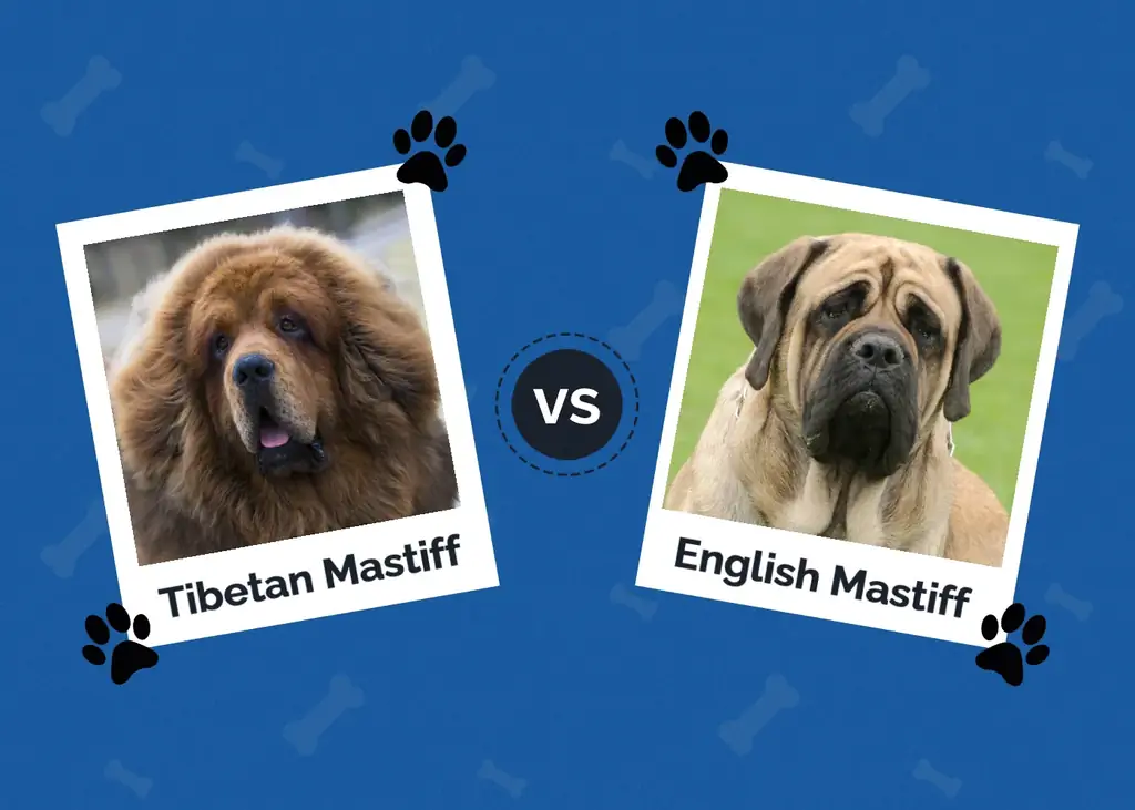 Mastín tibetano vs. Mastín inglés: las diferencias (con imágenes)