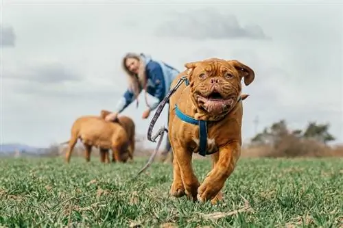 mastino bordeaux in esecuzione