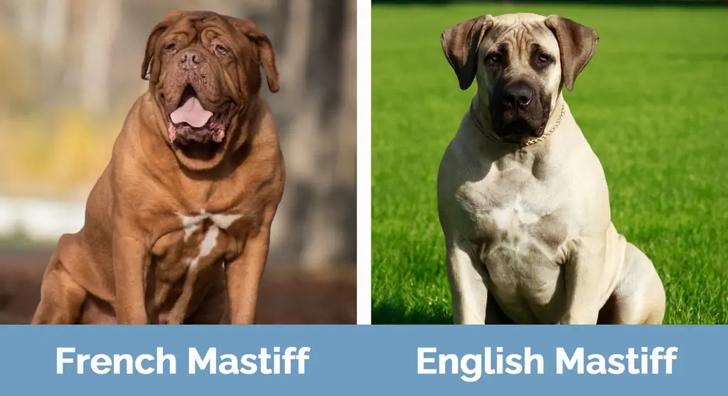 Franse Mastiff versus Engelse Mastiff - Visuele verschillen