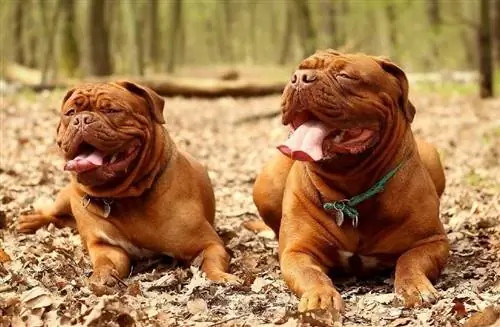 dos gossos Dogo de Bordeus amb la llengua fora