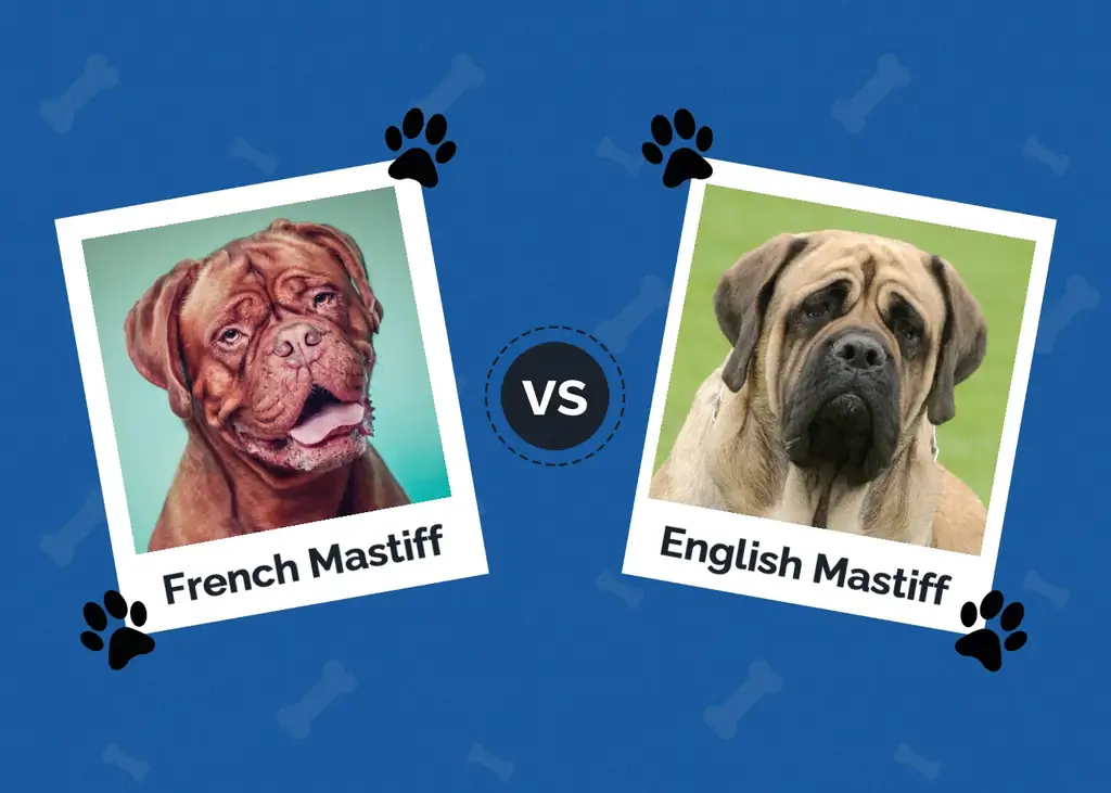 Mastiff Pháp vs Mastiff Anh: Sự khác biệt (Có hình ảnh)