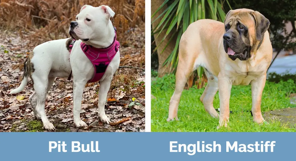 Pit Bull vs English Mastiff - Diferențe vizuale