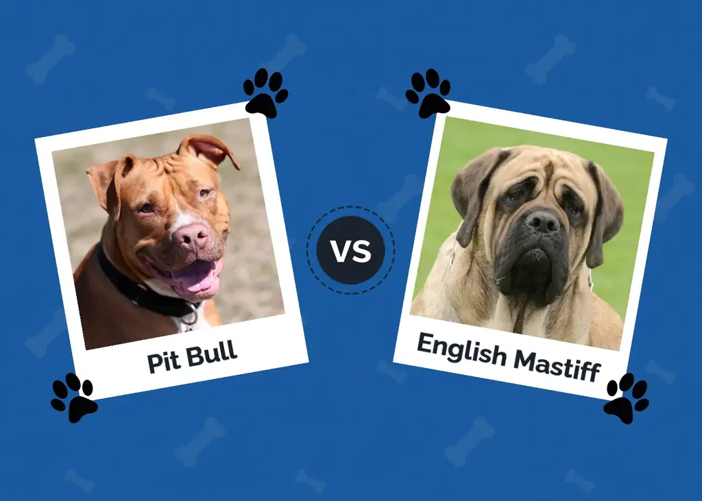 Pit Bull vs Mastiff: Las diferencias notables (con imágenes)