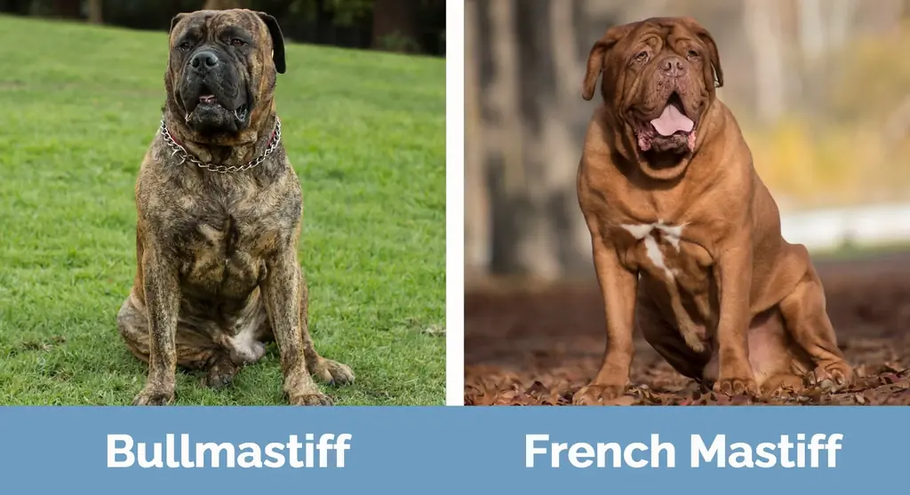 Bullmastiff vs French Mastiff - Visuelle forskjeller