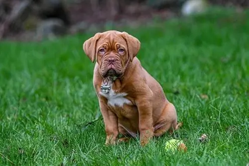 Dogue tsib Bordeaux