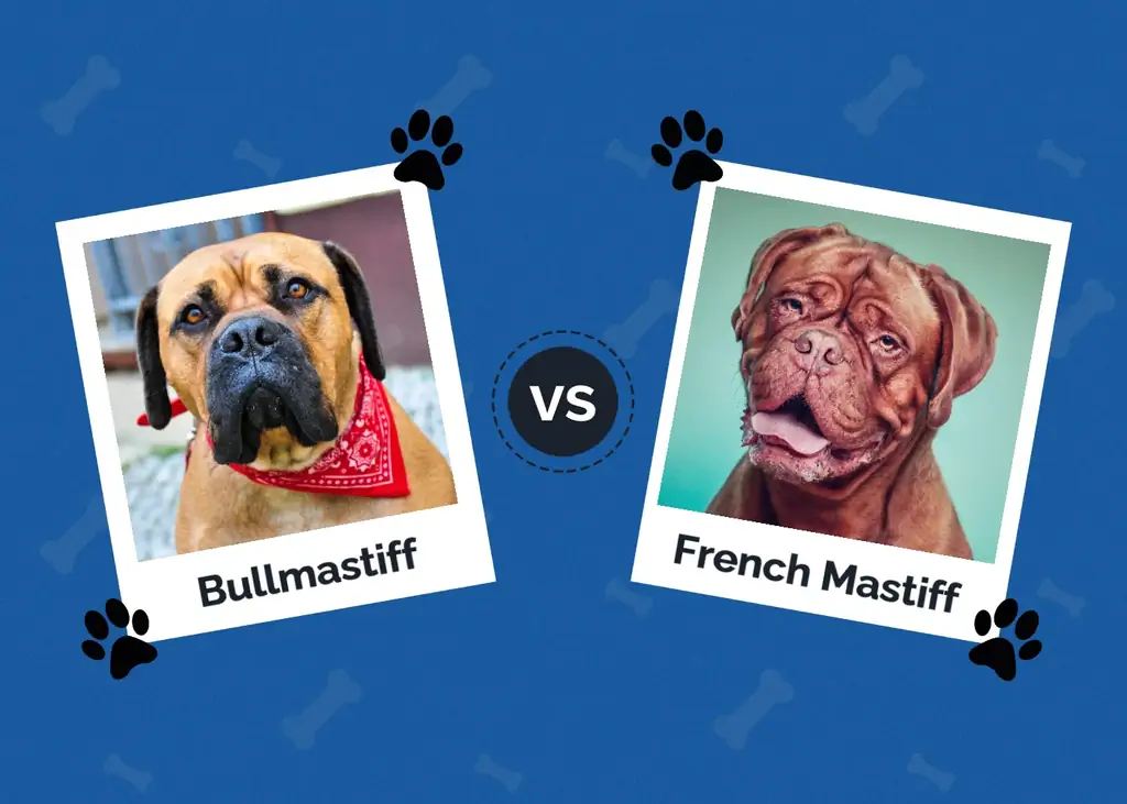 Bullmastiff dhidi ya Mastiff ya Kifaransa: Tofauti Muhimu (Pamoja na Picha)