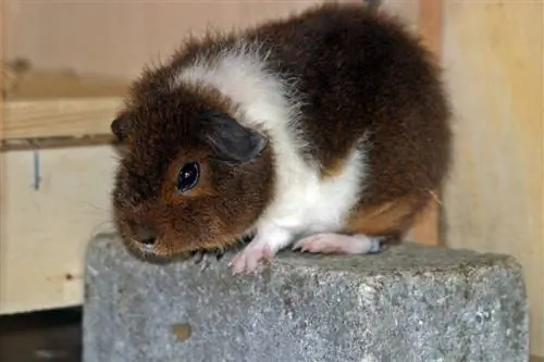 rex guinea pig