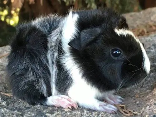 babi guinea sheba